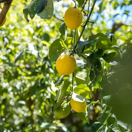 Tatil Evi La Casetta Di Vi *